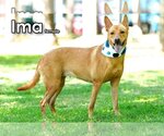 Small #3 Mutt