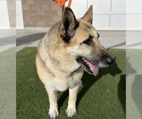 Medium Photo #2 German Shepherd Dog Puppy For Sale in Salinas, CA, USA