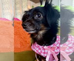 Small #5 Chiweenie