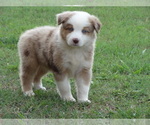 Small Photo #30 Australian Shepherd Puppy For Sale in OZARK, AR, USA