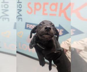 Mutt Dogs for adoption in Temple, TX, USA