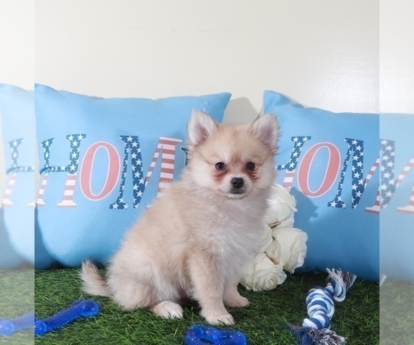 Medium Photo #3 Pomeranian Puppy For Sale in MOUNT VERNON, OH, USA