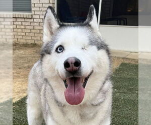 Siberian Husky Dogs for adoption in Omaha, NE, USA