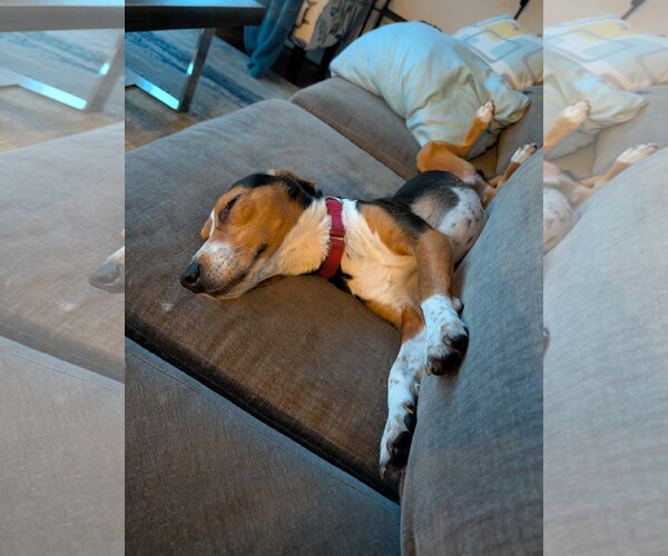 Medium Photo #27 Beagle Puppy For Sale in Dunnellon, FL, USA