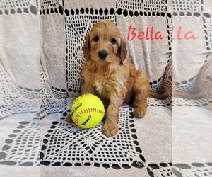 Goldendoodle (Miniature) Puppy for sale in WATERLOO, NY, USA