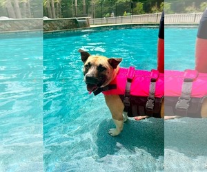 Polly - Female Mutt Dog for Adoption - Photo #2