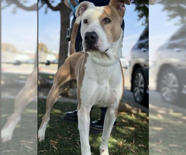 Medium Photo #1 American Pit Bull Terrier-Unknown Mix Puppy For Sale in Bakersfield, CA, USA
