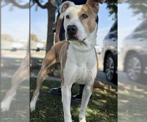 American Pit Bull Terrier-Unknown Mix Dogs for adoption in Bakersfield, CA, USA