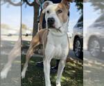 Small American Pit Bull Terrier Mix