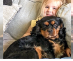 Small Photo #1 Cavalier King Charles Spaniel Puppy For Sale in FREDERICKSBRG, PA, USA