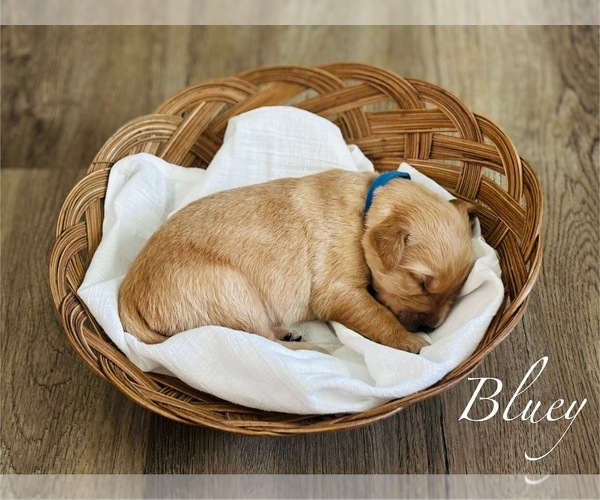 Medium Photo #10 Golden Retriever Puppy For Sale in HAMPSTEAD, NC, USA