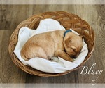 Puppy Bluey Golden Retriever