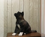 Small Photo #11 Akita Puppy For Sale in CANFIELD, OH, USA