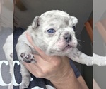 Image preview for Ad Listing. Nickname: Litter of 3