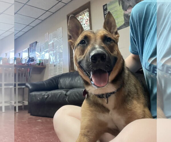 Medium Photo #22 Mutt Puppy For Sale in Fargo, ND, USA