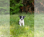 Small #35 Boston Terrier