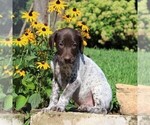 Small Photo #1 German Shorthaired Pointer Puppy For Sale in PARADISE, PA, USA