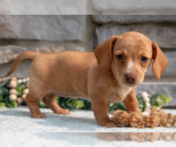 Medium Photo #18 Dachshund Puppy For Sale in NAPPANEE, IN, USA