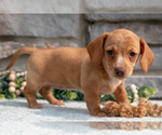 Small Photo #18 Dachshund Puppy For Sale in NAPPANEE, IN, USA