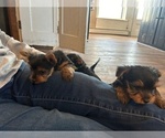 Small Photo #19 Yorkshire Terrier Puppy For Sale in WOODSTOCK, CT, USA