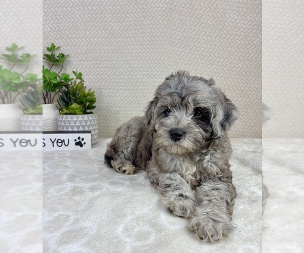 Medium Photo #1 Cavapoo (Miniature) Puppy For Sale in INDIANAPOLIS, IN, USA