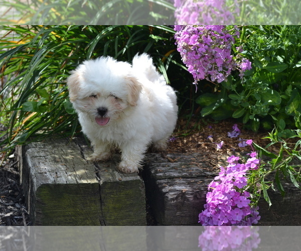 Medium Photo #1 Mal-Shi Puppy For Sale in GREENWOOD, WI, USA