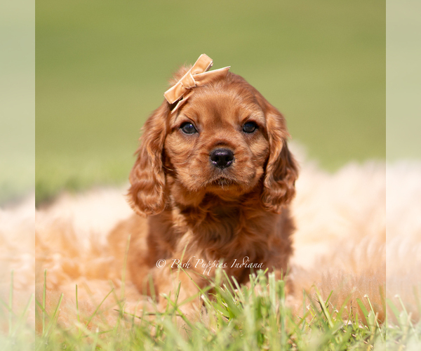 Medium Photo #5 Cavalier King Charles Spaniel Puppy For Sale in WARSAW, IN, USA