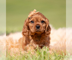Small Photo #17 Cavalier King Charles Spaniel Puppy For Sale in WARSAW, IN, USA