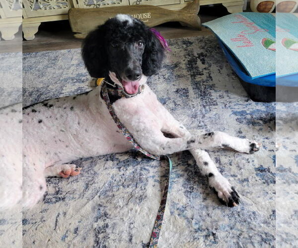 Medium Photo #5 Poodle (Standard) Puppy For Sale in Scottsboro, AL, USA