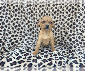 Chihuahua Puppy for sale in LAKELAND, FL, USA