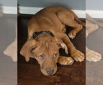 Small #6 Doberman Pinscher-Labrador Retriever Mix