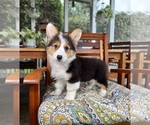 Brooks - Male Pembroke Welsh Corgi Puppy for Sale - Photo #3