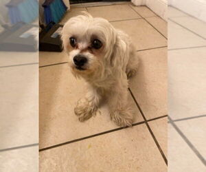 Maltese Dogs for adoption in Plantation, FL, USA