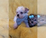 Small Photo #7 Morkie Puppy For Sale in OTTAWA, OH, USA