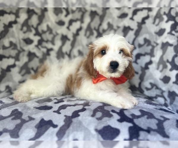 Medium Photo #3 Cavapoo Puppy For Sale in LAKELAND, FL, USA