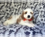 Small #2 Cavapoo