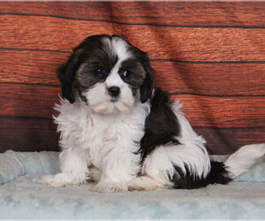 Cava-Tzu Puppy for sale in PENNS CREEK, PA, USA