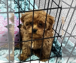 Cavapoo Puppy for sale in KALAMAZOO, MI, USA