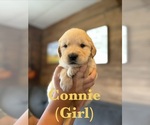 Small #6 Golden Retriever