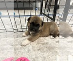 Puppy Puppy 5  Red Akita