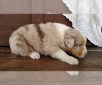 Small Photo #11 Australian Shepherd Puppy For Sale in JEROMESVILLE, OH, USA