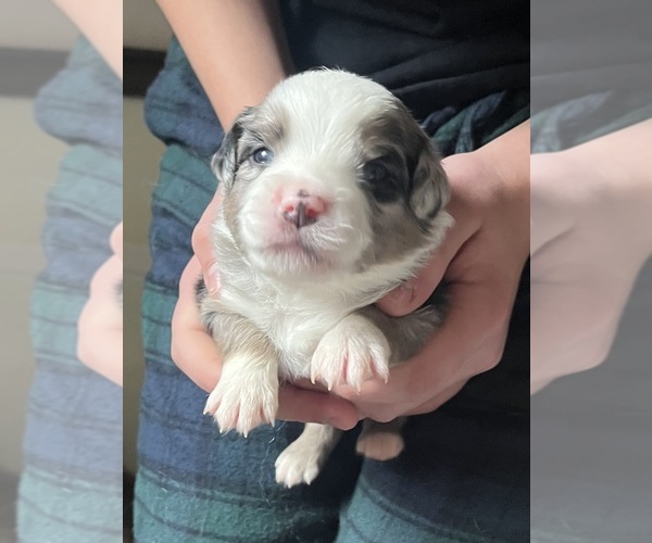 Medium Photo #2 Miniature American Shepherd Puppy For Sale in BERLIN, MA, USA