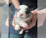 Small #1 Miniature American Shepherd