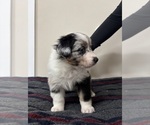 Puppy Dark Blue Merle Australian Shepherd