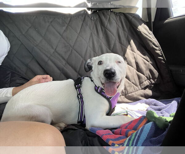 Medium Photo #4 Catahoula Leopard Dog-Labrador Retriever Mix Puppy For Sale in Sanford, FL, USA