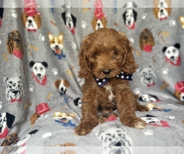 Medium Photo #5 Cock-A-Poo Puppy For Sale in LAKELAND, FL, USA