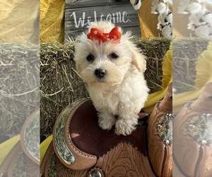 Maltipoo Puppy for sale in LANCASTER, MO, USA