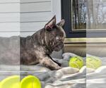 Small #2 French Bulldog