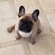 French Bulldog Puppy for sale in CRESTVIEW, FL, USA