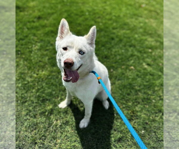 Medium Photo #4 Siberian Husky-Unknown Mix Puppy For Sale in Rowlett, TX, USA